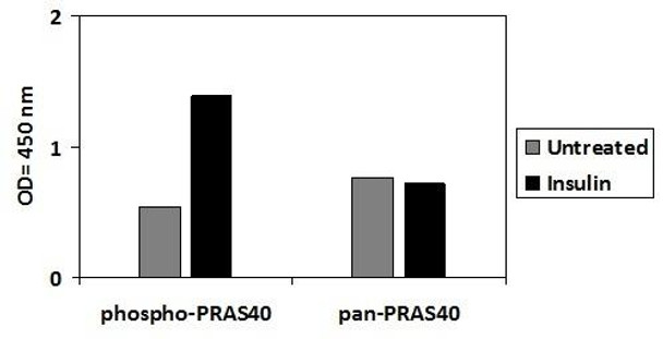 Human Phospho-PRAS40 (T246) PharmaGenie ELISA Kit (SBRS1936)