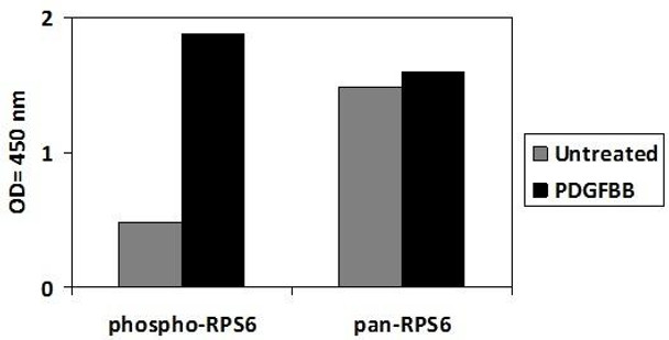 Human/Mouse/Rat Phospho-RPS6 (S235/S236) PharmaGenie ELISA Kit (SBRS1953)