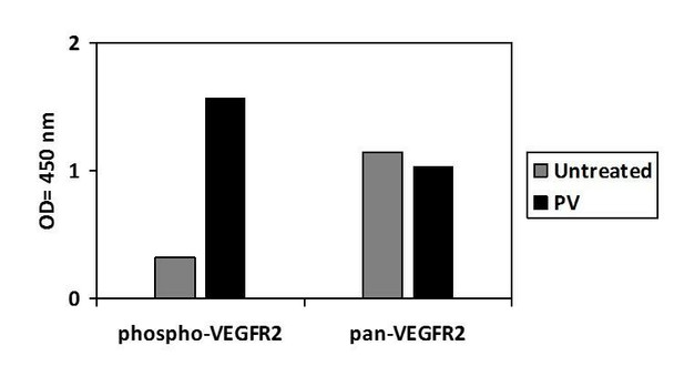 Human Phospho-VEGFR2 (Y996) and Total VEGFR2 PharmaGenie ELISA Kit (SBRS2015)