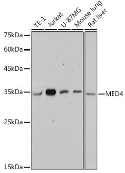 MED4 Rabbit Monoclonal Antibody (CAB0623)