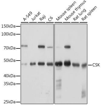 CSK Rabbit Monoclonal Antibody (CAB0666)