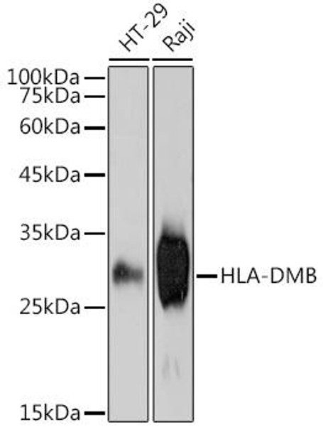 HLA DMB Rabbit Monoclonal Antibody (CAB0948)