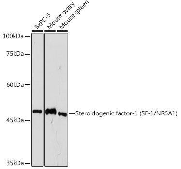 Steroidogenic factor-1 (SF-1/NR5A1) Rabbit Monoclonal Antibody (CAB19277)