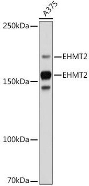 EHMT2 Rabbit Monoclonal Antibody (CAB19288)