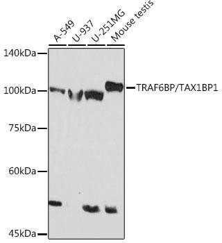 TRAF6BP/TAX1BP1 Rabbit Monoclonal Antibody (CAB19587)