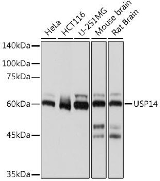 USP14 Rabbit Monoclonal Antibody (CAB19589)