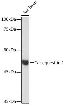 Calsequestrin 1 Rabbit Monoclonal Antibody (CAB19640)