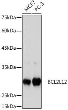 BCL2L12 Rabbit Monoclonal Antibody (CAB19808)