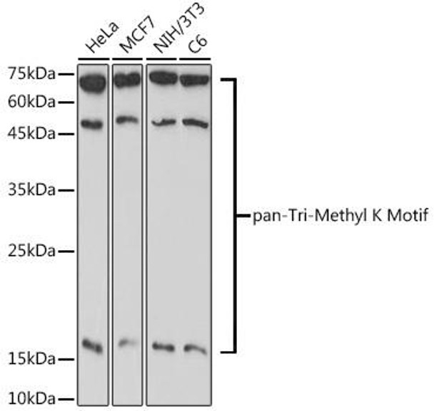 pan-Tri-Methyl lysine Rabbit Polyclonal Antibody (CAB20145)
