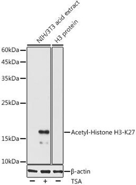 Acetyl-Histone H3-K27 Rabbit Polyclonal Antibody (CAB20184)