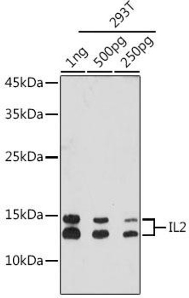 IL2 Rabbit Monoclonal Antibody (CAB20224)