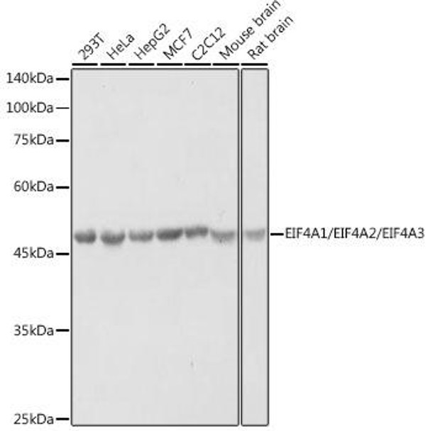 EIF4A1/EIF4A2/EIF4A3 Rabbit Polyclonal Antibody (CAB20251)