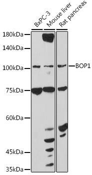 BOP1 Rabbit Polyclonal Antibody (CAB20255)