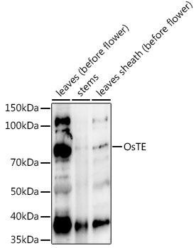 OsTE Rabbit Polyclonal Antibody (CAB20368)