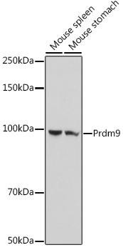 Prdm9 Rabbit Polyclonal Antibody (CAB20428)