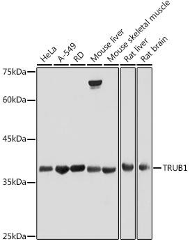 TRUB1 Rabbit Polyclonal Antibody (CAB20492)