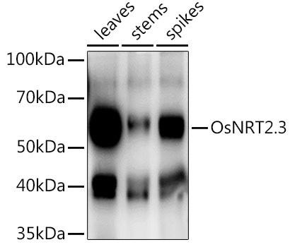 OsNRT2.3 Rabbit Polyclonal Antibody (CAB20571)