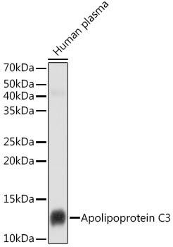 APOC3 Rabbit Monoclonal Antibody (CAB2209)