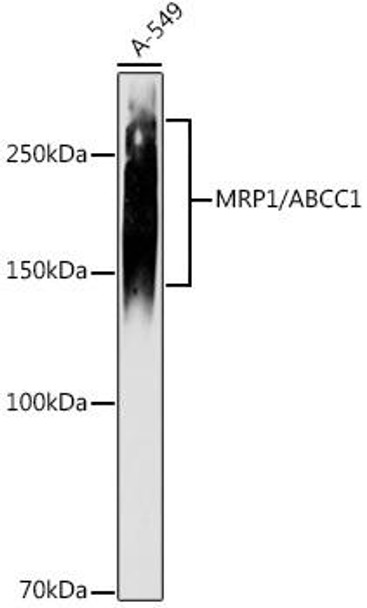 MRP1 Rabbit Monoclonal Antibody (CAB2223)