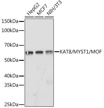 KAT8/MYST1/MOF Rabbit Monoclonal Antibody (CAB3390)