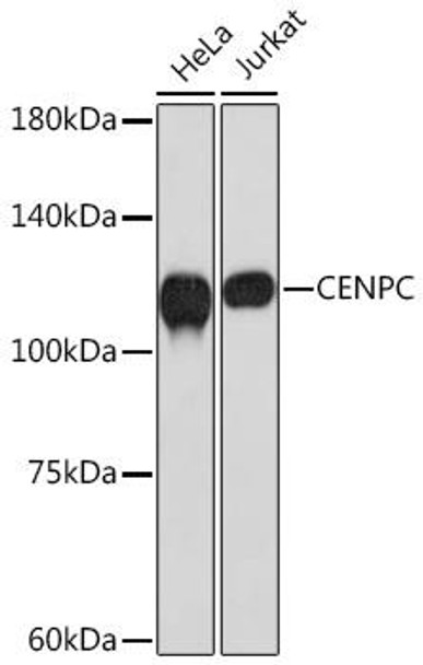 CENPC Rabbit Monoclonal Antibody (CAB3975)