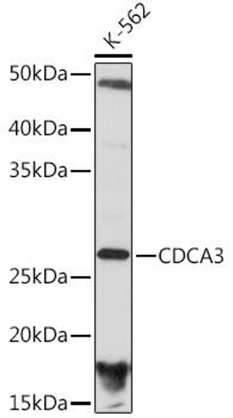 CDCA3 Rabbit Monoclonal Antibody (CAB4921)