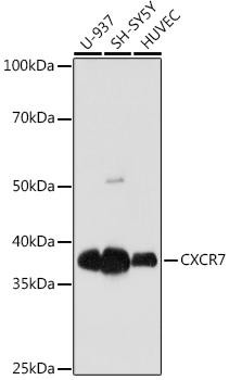 CXCR7 Rabbit Monoclonal Antibody (CAB8991)