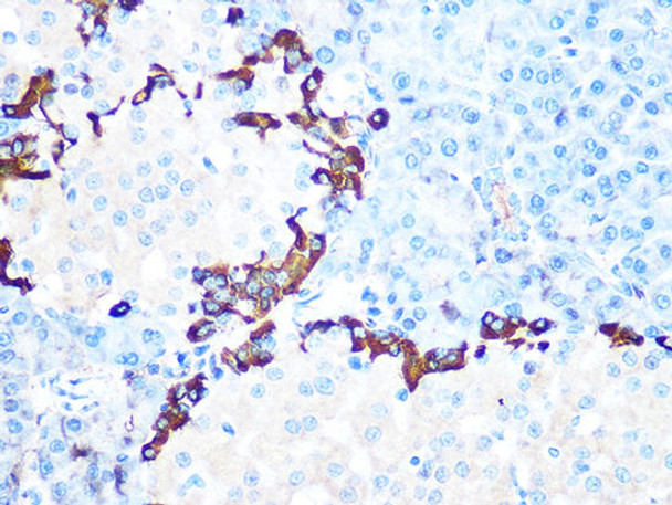 Anti-GLP1 Antibody (CAB4981)