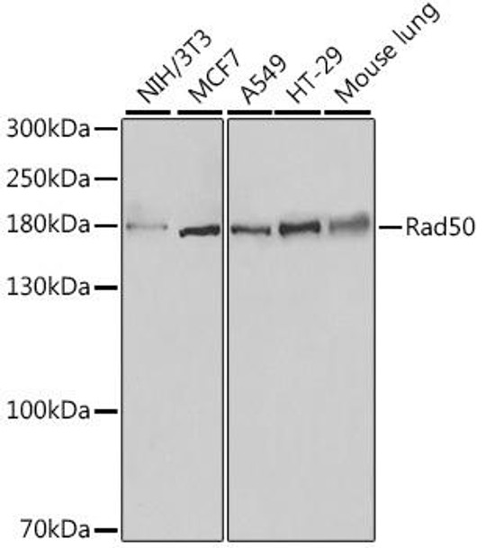 Anti-Rad50 Antibody (CAB0182)