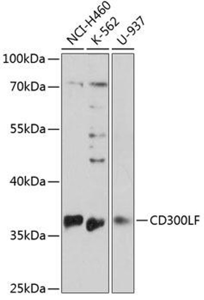 Anti-CD300LF Antibody (CAB13830)