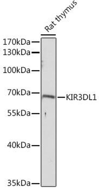 Anti-KIR3DL1 Antibody (CAB14013)