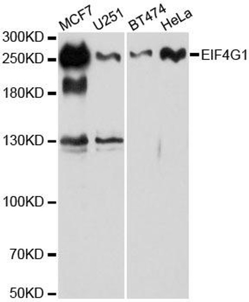 Anti-EIF4G Antibody (CAB6086)