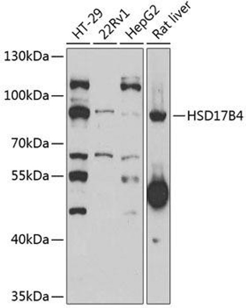 Anti-HSD17B4 Antibody (CAB6187)
