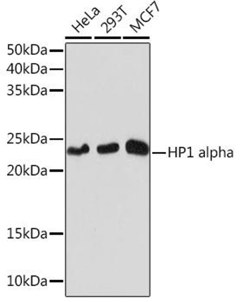 Anti-HP1 alpha Antibody (CAB3741)