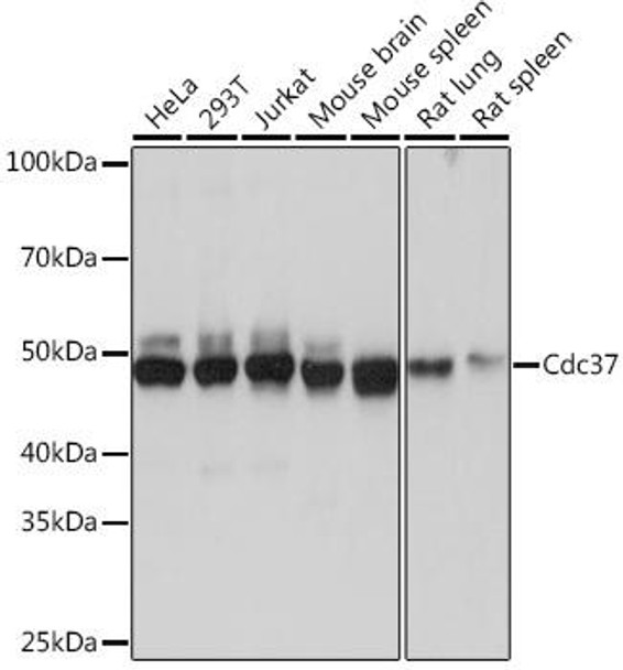 Anti-CDC37 Antibody (CAB4582)