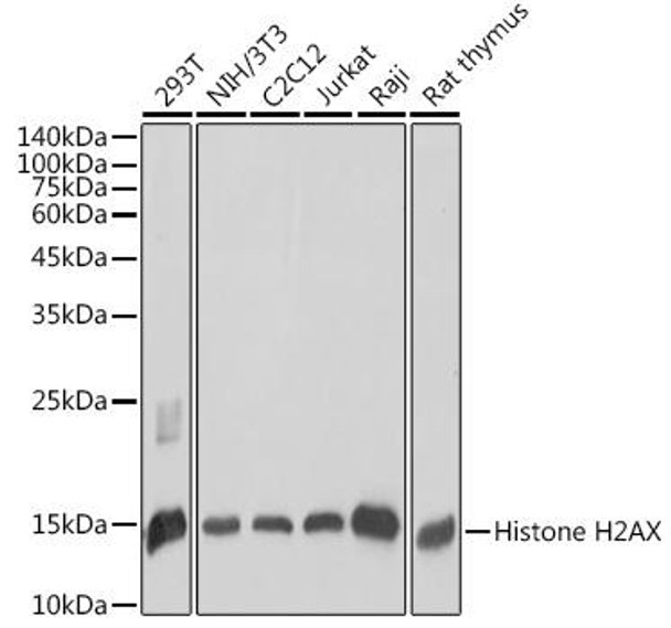 Anti-Histone H2AX Antibody (CAB11097)