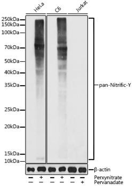 Anti-pan-Nitrific-Y Antibody (CAB20441)