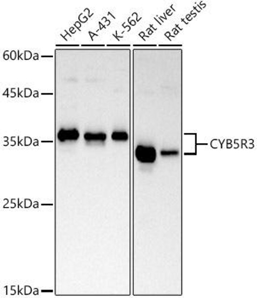 CYB5R3 Monoclonal Antibody (CAB20892)