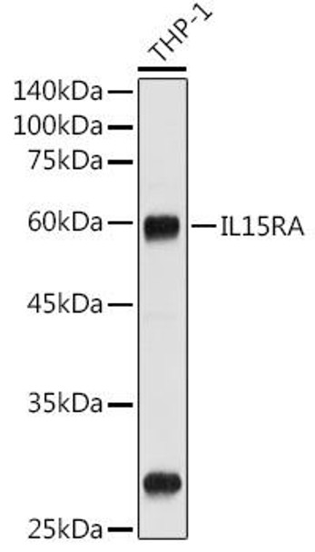Anti-IL15RA Antibody (CAB2983)