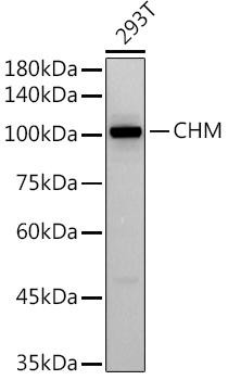 CHM Monoclonal Antibody (CAB9378)