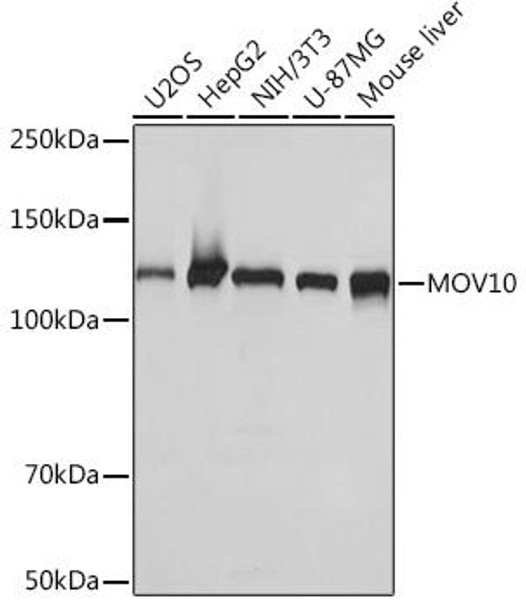 Anti-MOV10 Antibody (CAB7227)