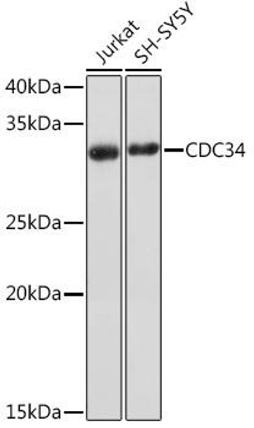 Anti-CDC34 Antibody (CAB9772)