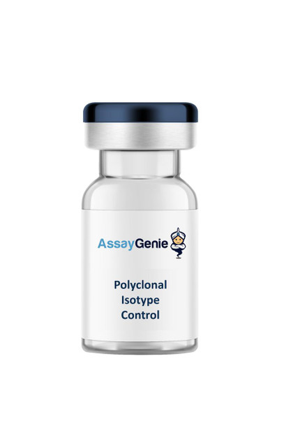 Syrian Hamster IgG Isotype Control (IVMB0378)