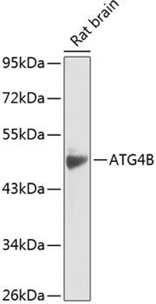 Anti-ATG4B Antibody (CAB14112)