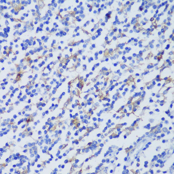 Anti-EFHD2 Antibody (CAB14926)