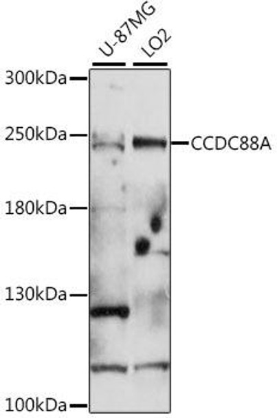 Anti-CCDC88A Antibody (CAB16132)