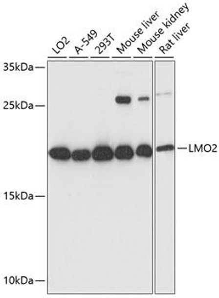 Anti-LMO2 Antibody (CAB1903)