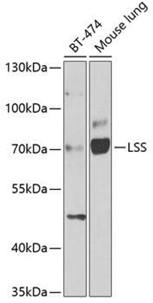 Anti-LSS Antibody (CAB6930)