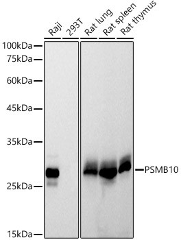 PSMB10 Monoclonal Antibody (CAB21123)