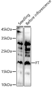 FT Polyclonal Antibody (CAB21280)